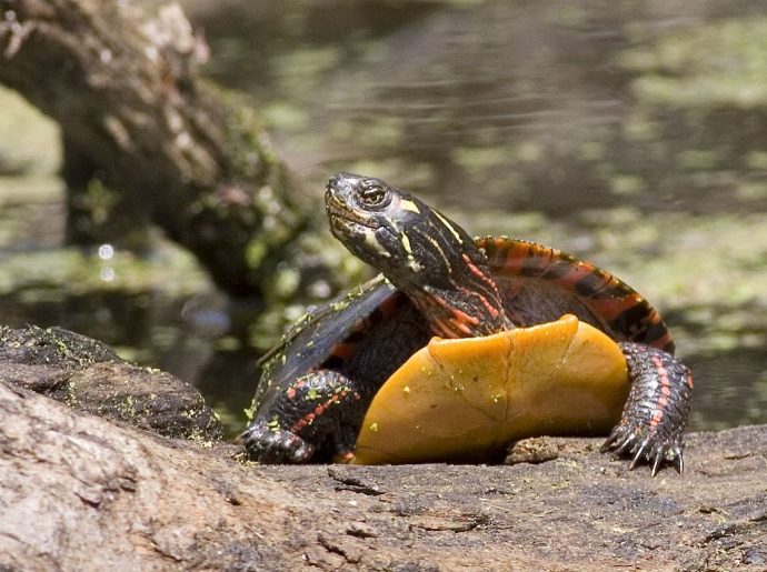 1024px-Painted_turtle