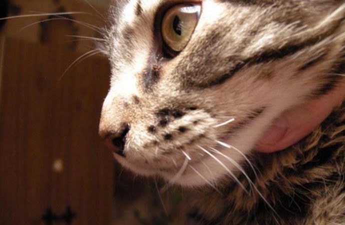 Ой, кажется, у вас ус отклеился…) Зачем коту усы и почему они могут  выпадать? | Мур ТВ