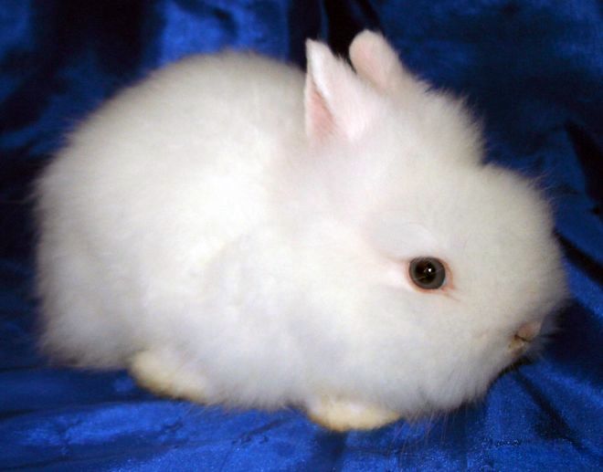 Ангорский кролик порода