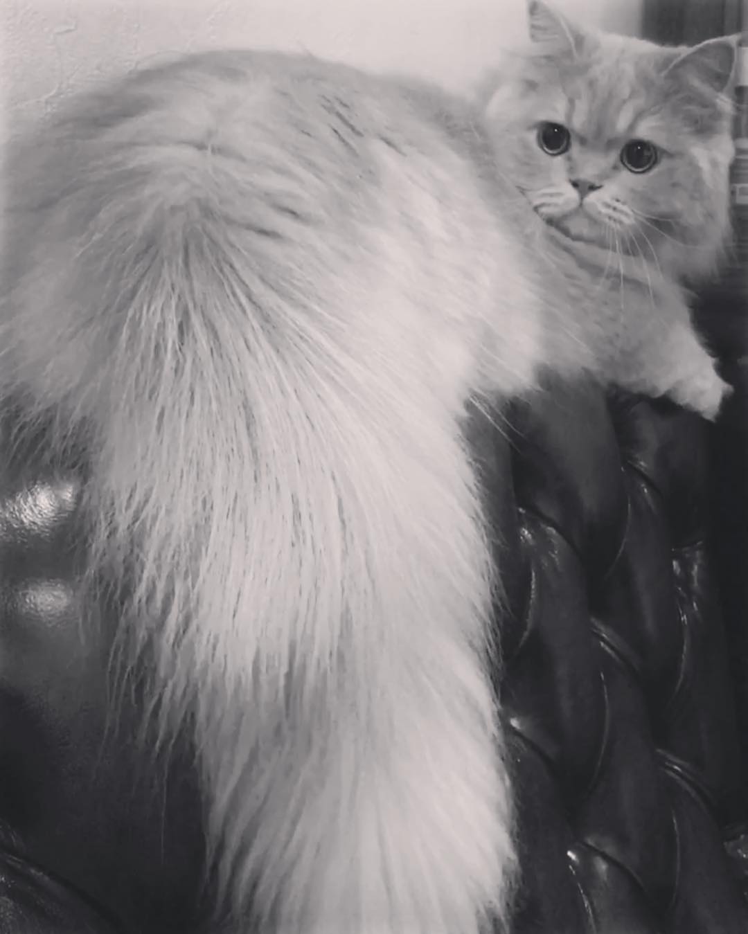 Длинная шерсть на хвосте. Шантильи Тиффани кошка. Британская длинношёрстная кошка. Сибирская длинношерстная кошка. Шантильи Тиффани серый.