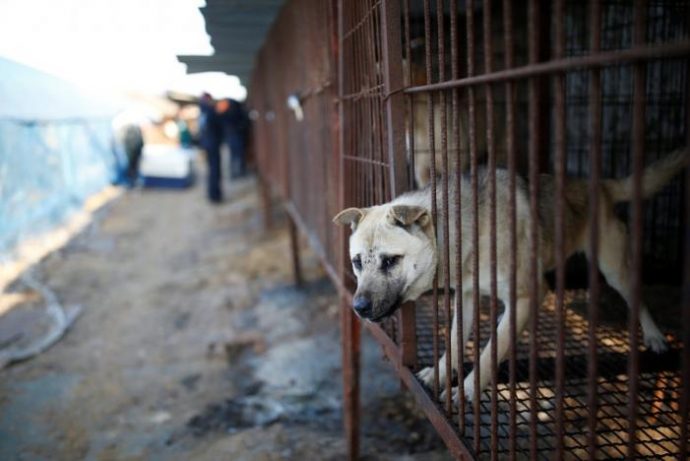 A dog is pictured in a cage at a dog meat farm in Wonju