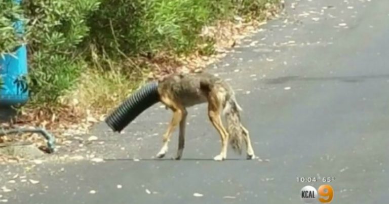 4-Coyote-Pipe-768x453