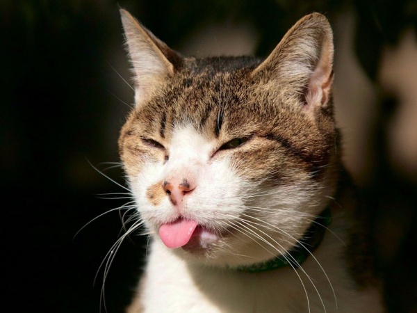 600_2-cats_animals_tongue_macro_cat_tease_out_desktop_1920x1200_wallpaper-385044