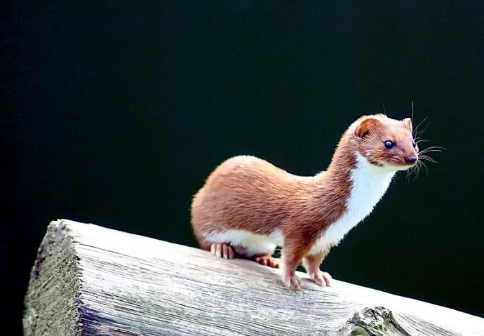 Ласка обыкновенная (Least weasel)