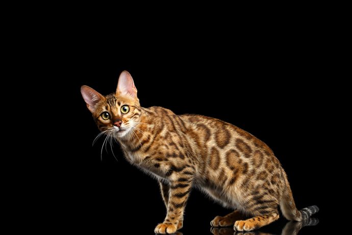 Cats_Leopard_cat_506338