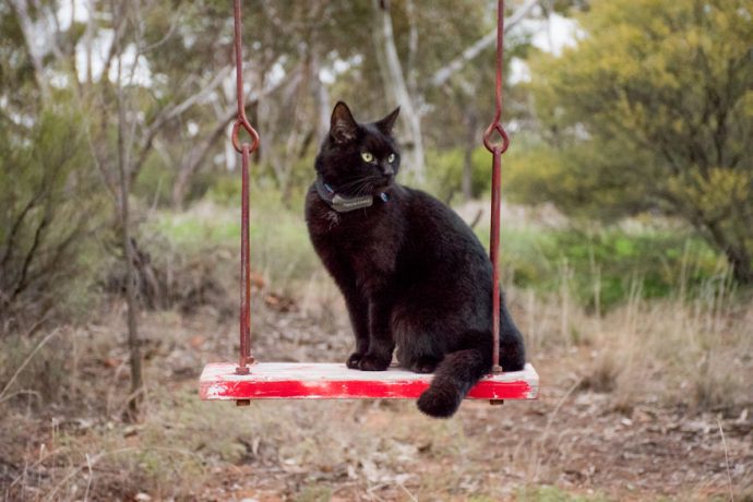 Meet-the-road-tripping-rescue-cat-from-Australia-59df4a61cfe7f__880
