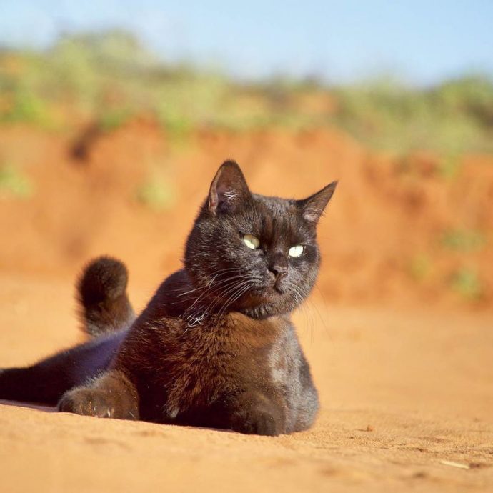 Meet-the-road-tripping-rescue-cat-from-Australia-59e0630ba756e__880