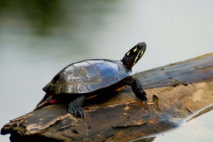Painted_Turtle_on_a_log_mirrored