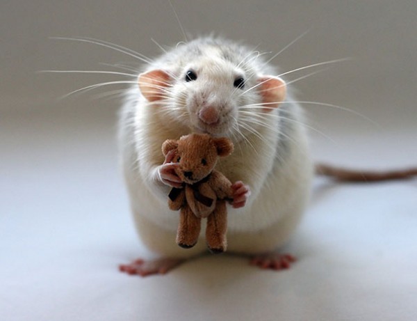 Pet-Rats-Photographed-with-Miniature-Teddy-Bears-001