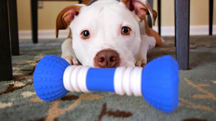 Pit-Bull-with-GoBone-16x9