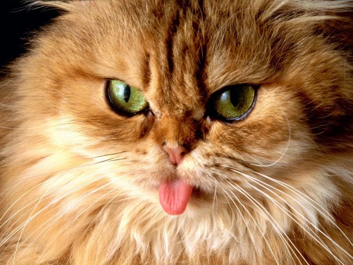 У кота торчит язык