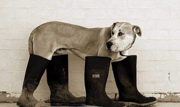 Описание Trixie Walker ProCare защитные ботинки на лапы для собак
