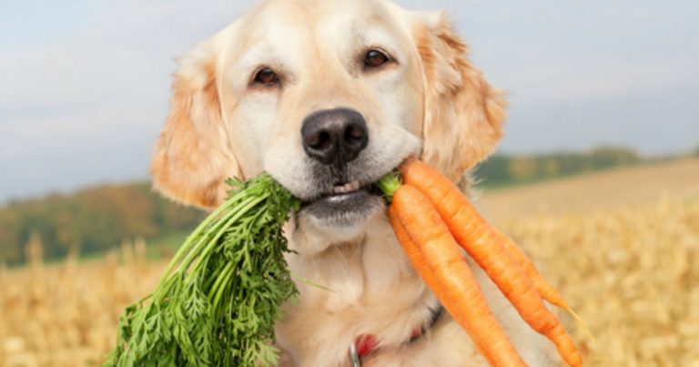 dog-eating-carrots_s6r0wc
