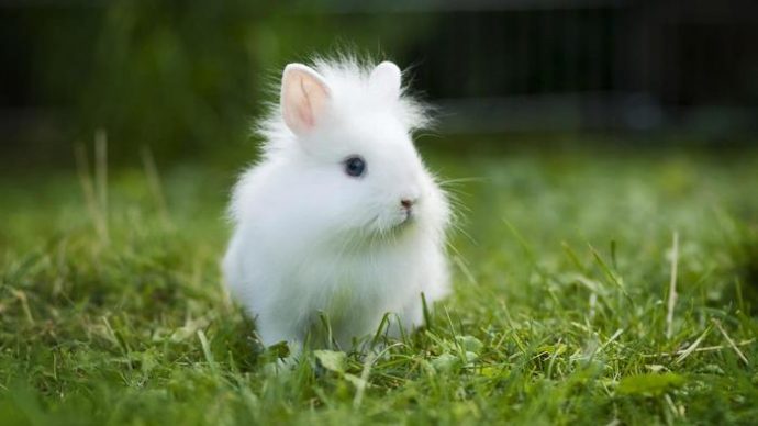 Ангорский кролик питание