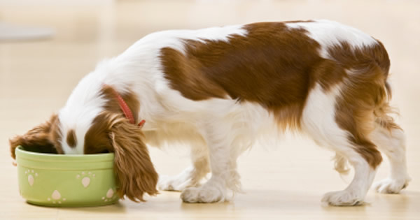 nutritional-requirements-for-dogs