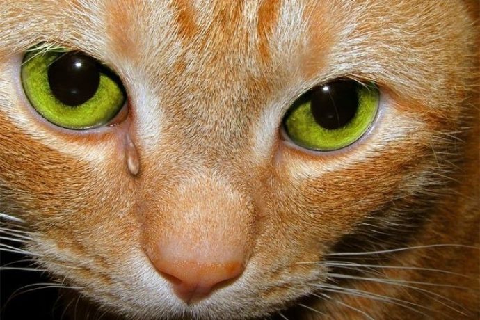 Глаза Котенка Фото