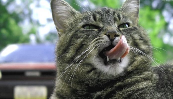 Почему кот ест землю: нарушения психики или нехватка витаминов? | Мур ТВ