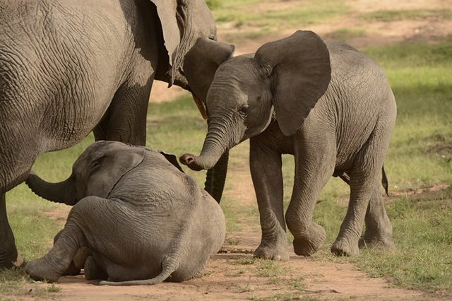 11-elephant-mother-and-her-grieving-children