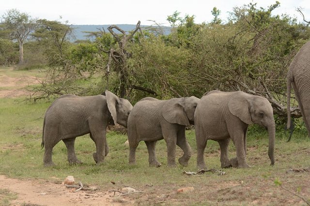 12-elephant-mother-and-her-grieving-children