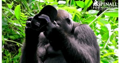 19-gorilla-tap-hat