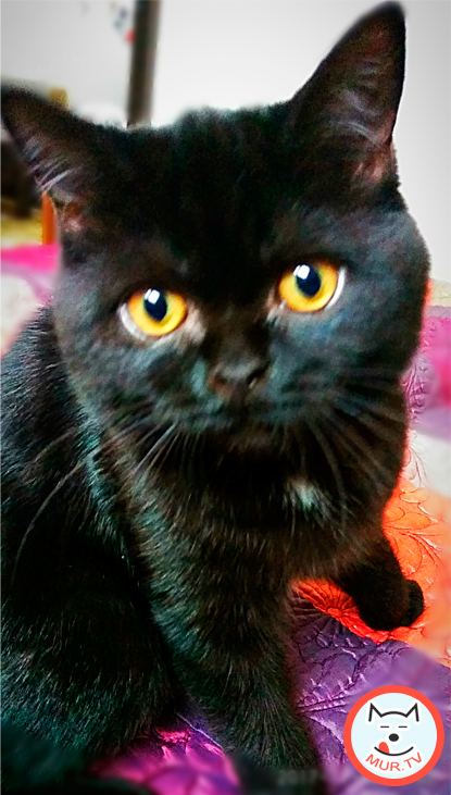 Черная британская кошка по имени Фурия