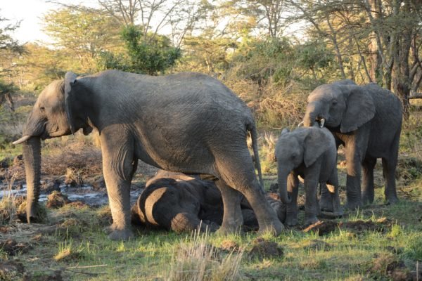 4-elephant-mother-and-her-grieving-children