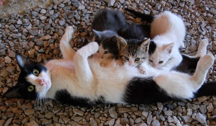 Котенок без мамы или искусственное вскармливание котят - статьи о ветеринарии «Свой Доктор»