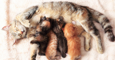 Новорожденный котенок: основы ухода, правила воспитания, как и чем кормить