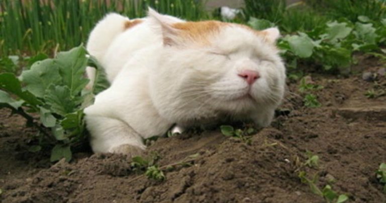 Почему кот ест землю: нарушения психики или нехватка витаминов? | Мур ТВ