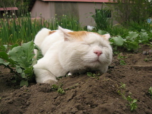 кошка ест землю