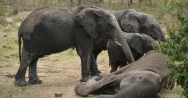 8-elephant-mother-and-her-grieving-children