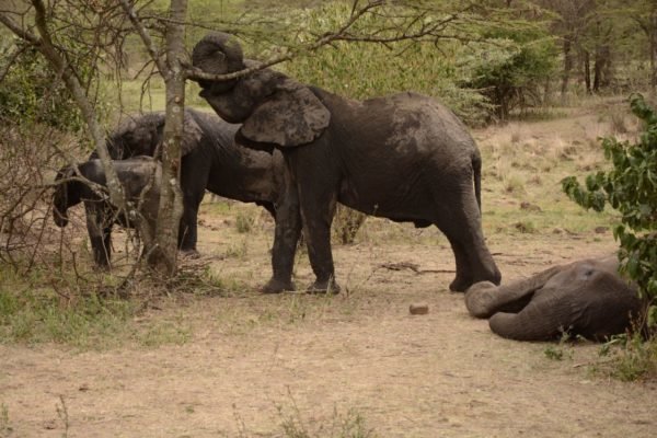 9-elephant-mother-and-her-grieving-children