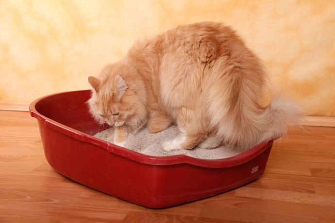 Katzenklo / cat litter box