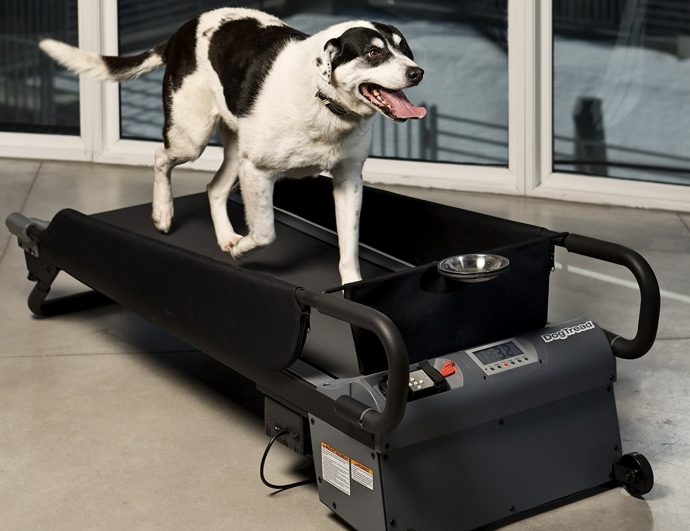 PetZen-DogTread-Dog-Treadmill-1