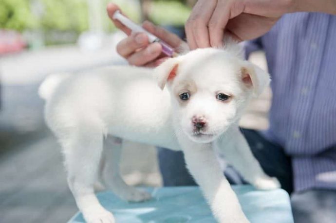 Puppy-vaccinations-810x539