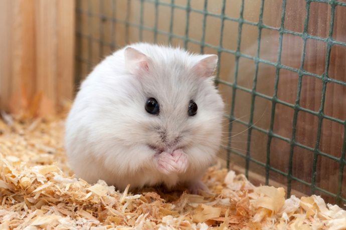 Джунгарский хомяк (Djungarian hamster) 5