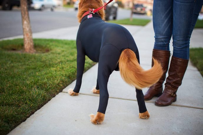 dogs-in-leotards-is-a-trend-we-could-really-get-into5-1-805x537