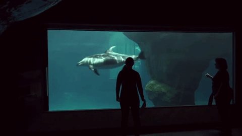 dolphin-birth-6-28