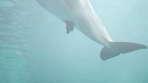 dolphin-birth-7-32