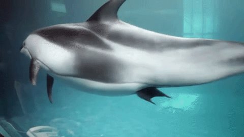 dolphin-birth-8-30
