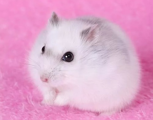 Джунгарский хомяк (Djungarian hamster) 4