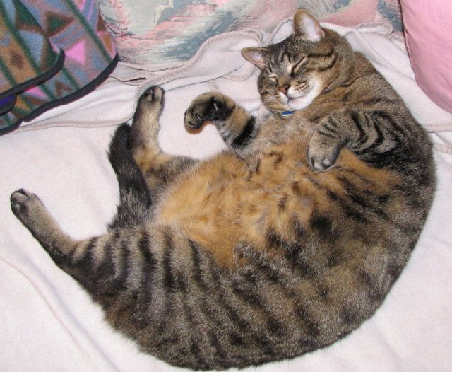 fat-overweight-cat