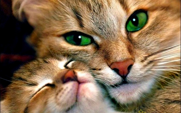 love-cats-animals-green-eyes-kittens-adorable-2560x1600-wallpaper_wallpaperbeautiful_30
