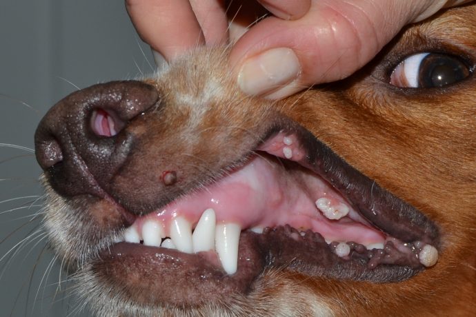 Неприятный запах изо рта у кошек и собак: норма или патология