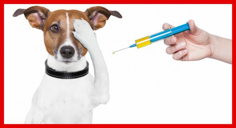 pet-vaccinations