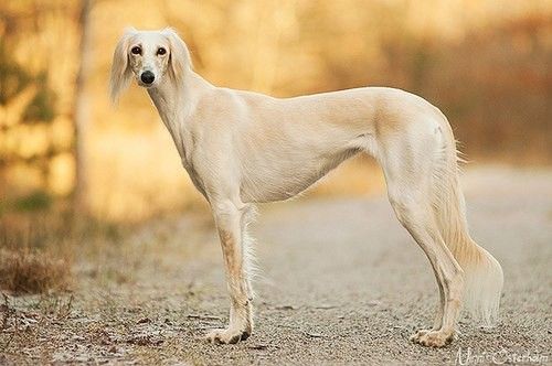 Салюки (Persian greyhound) 3