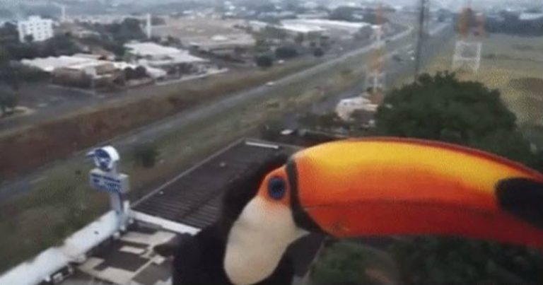 toucan-traffic-camera2