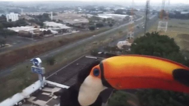 toucan-traffic-camera2