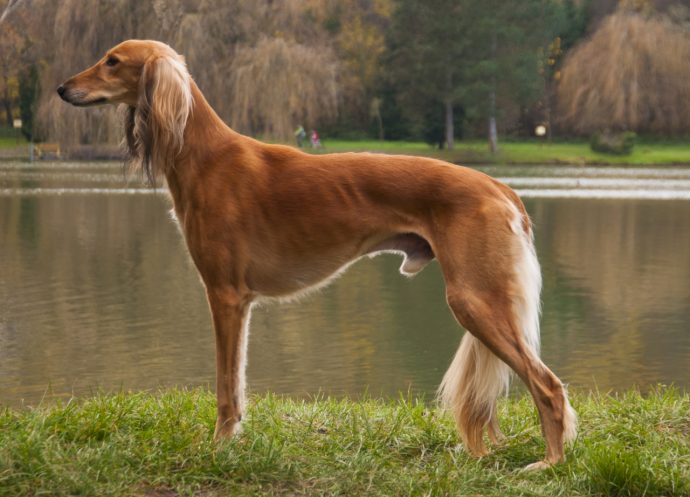 Салюки (Persian greyhound) 2
