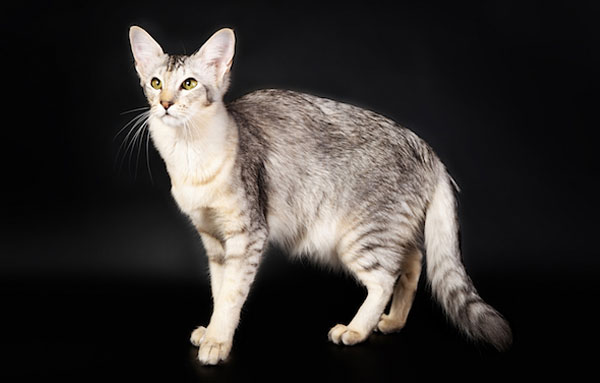 Яванская кошка (Javanese Cats) 4